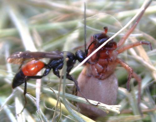 Priocnemis sp.