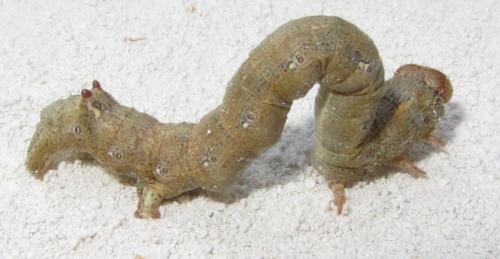 Colotois pennaria