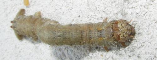 Colotois pennaria