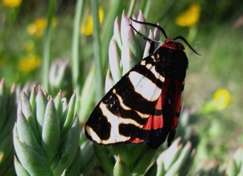 Arctia festiva