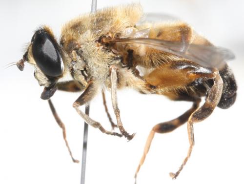 Mallota eurasiatica