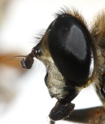 Réf. 120 397 : Mallota eurasiatica