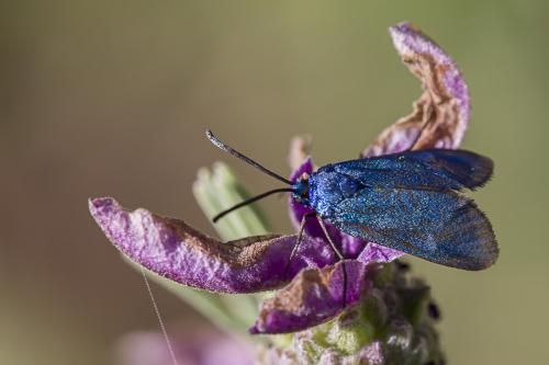 Adscita sp.