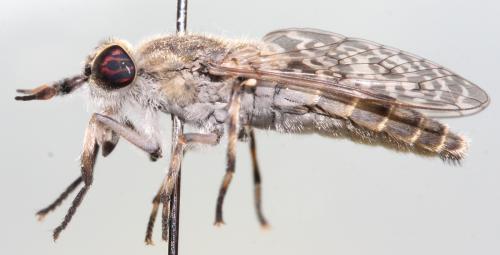 Haematopota bigoti