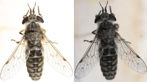 Haematopota bigoti