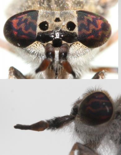 Haematopota bigoti