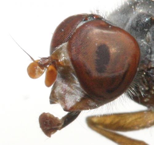 Brachyopa grunewaldensis