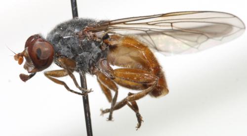 Brachyopa grunewaldensis