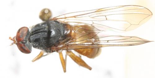 Brachyopa grunewaldensis