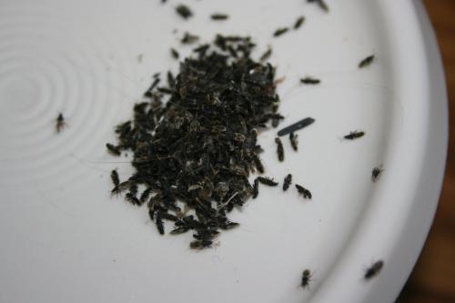 Oxycareninae
