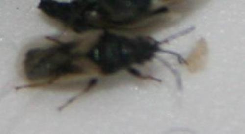 Oxycareninae