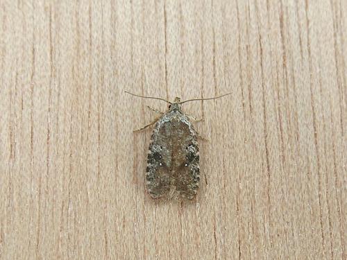 Réf. 120 243 : Agonopterix purpurea