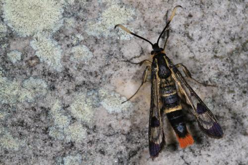 Réf. 120 976 : Synanthedon scoliaeformis