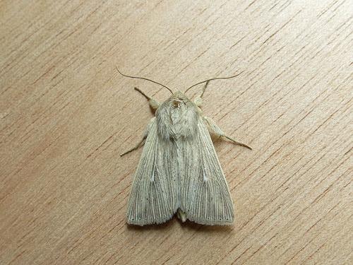 Mythimna congrua