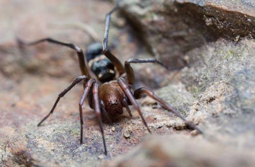 Réf. 120 858 : Micaria albovittata