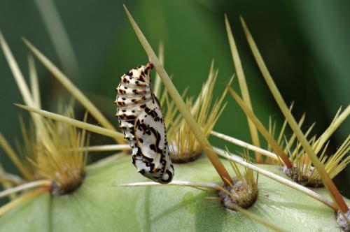 Melitaea didyma