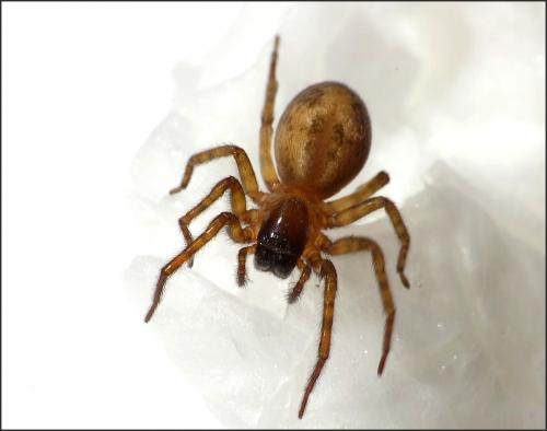Réf. 120 430 : Amaurobius sp.