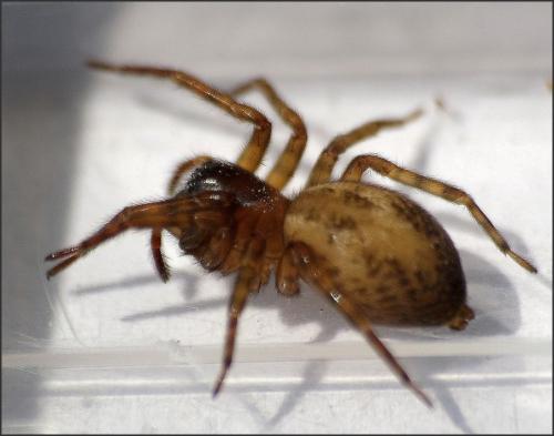 Amaurobius sp.