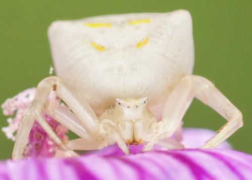 Thomisus onustus