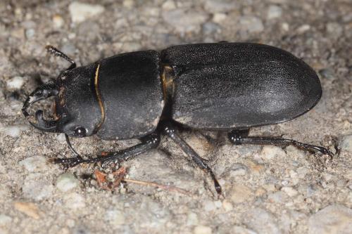 Réf. 120 922 : Dorcus parallelipipedus