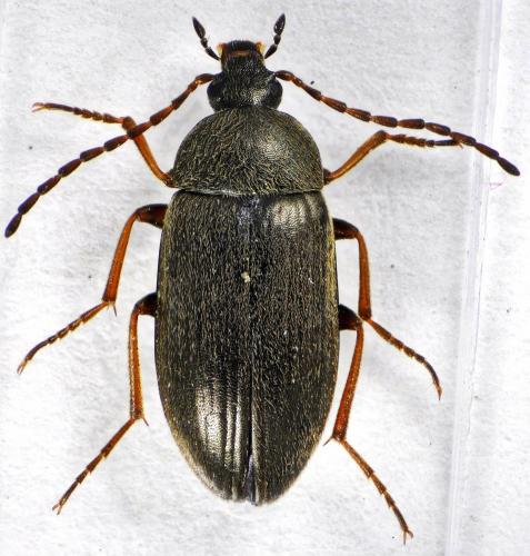Réf. 120 000 : Isomira sp.