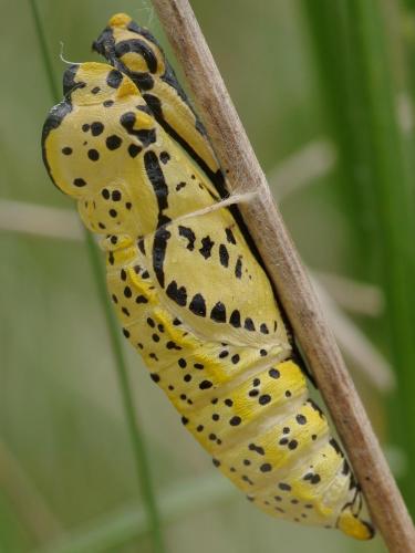 Aporia crataegi