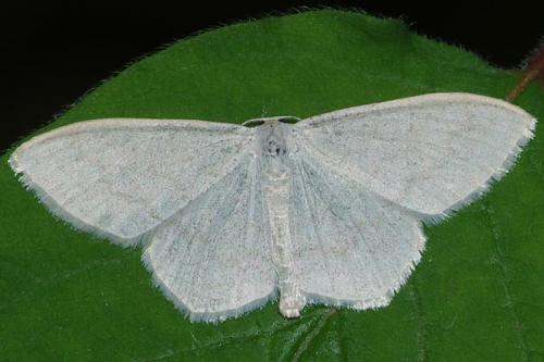 Réf. 120 514 : Scopula floslactata