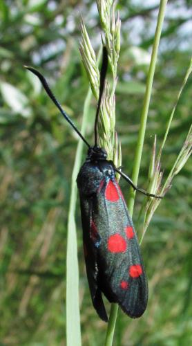 Zygaena ephialtes