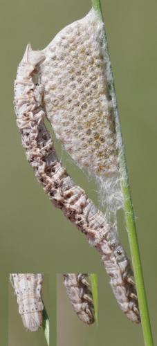 Siona lineata