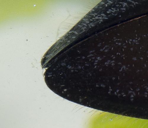 Hydrophilus piceus