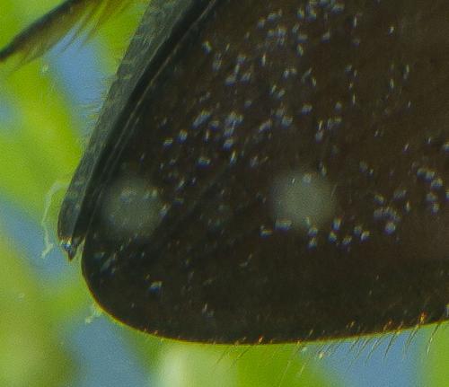 Hydrophilus piceus