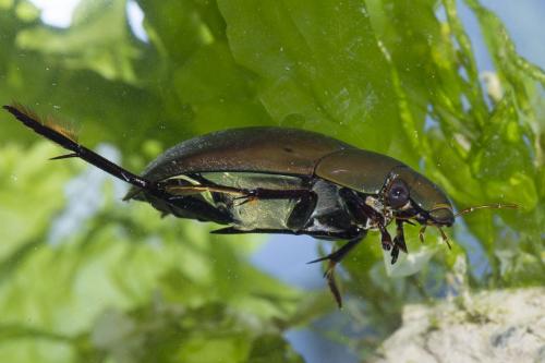 Hydrophilus piceus