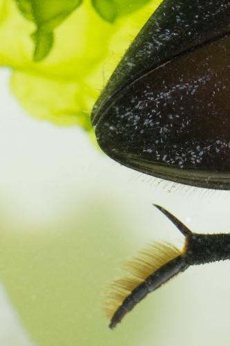 Hydrophilus piceus
