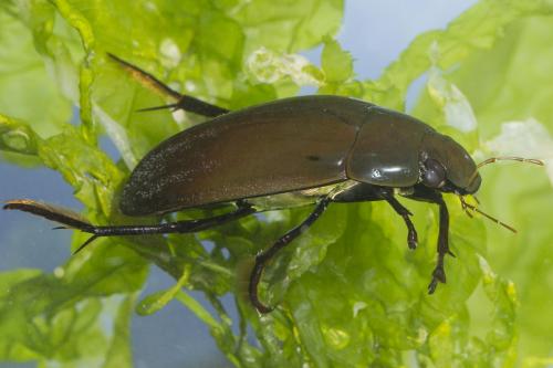 Hydrophilus piceus