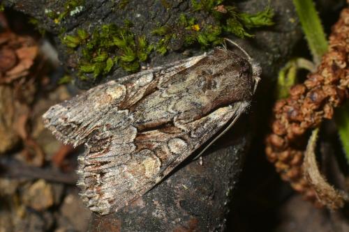 Lacanobia w-latinum