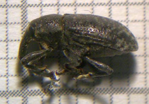 Réf. 120 186 : Larinus carlinae