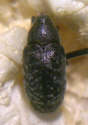 Réf. 120 187 : Larinus carlinae
