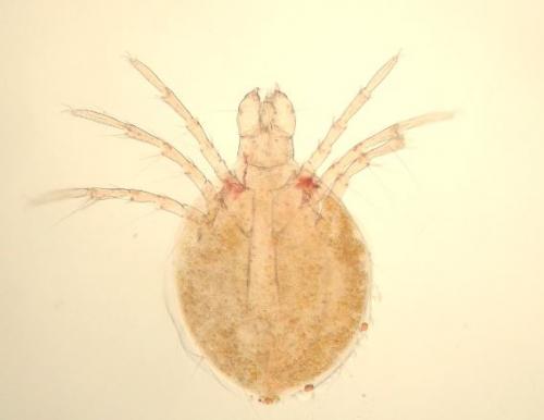 Unionicola sp.