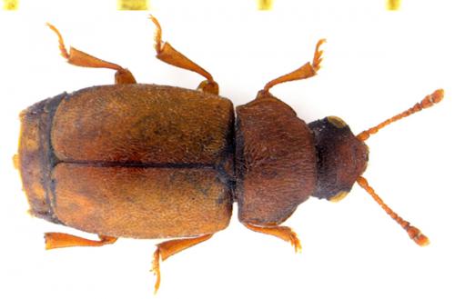 Réf. 120 942 : Heterhelus scutellaris