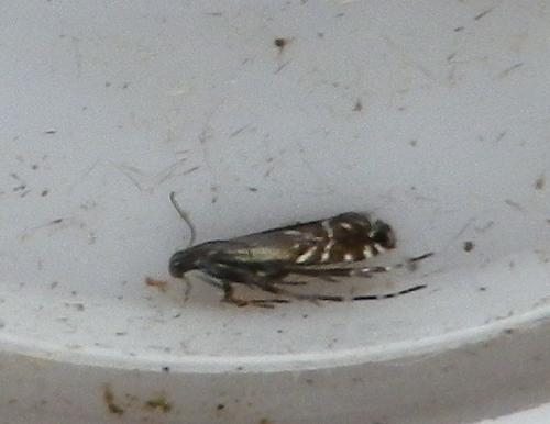 Glyphipterix sp.