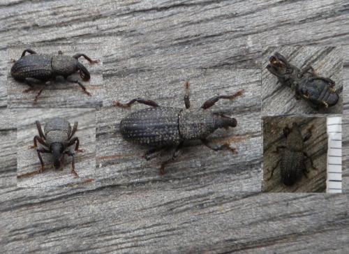 Mitoplinthus caliginosus caliginosus