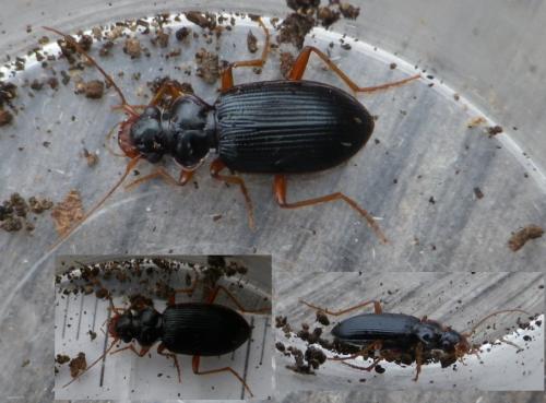 Leistus rufomarginatus