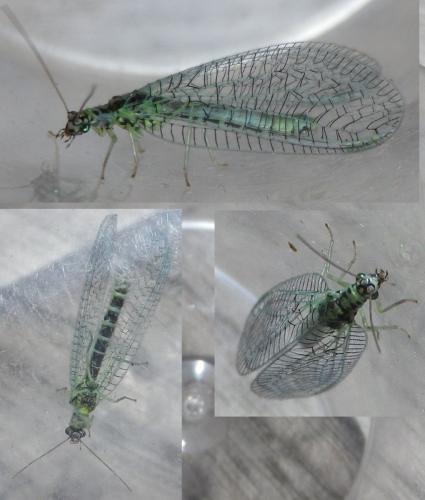 Chrysopa perla