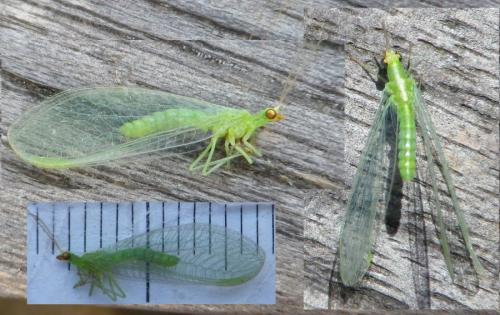 Réf. 120 826 : Chrysoperla sp.