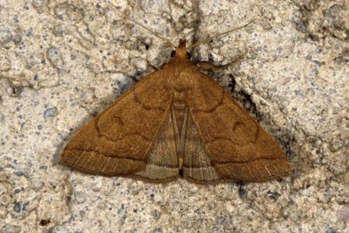 Réf. 120 344 : Herminia tarsipennalis