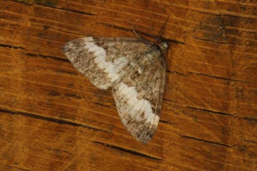 Réf. 120 446 : Perizoma affinitata