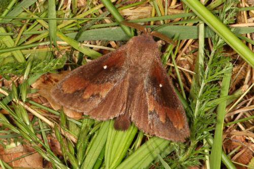 Réf. 120 111 : Dendrolimus pini
