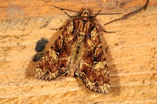 Réf. 120 328 : Apamea epomidion