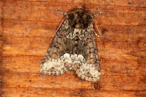 Réf. 120 206 : Oligia sp.