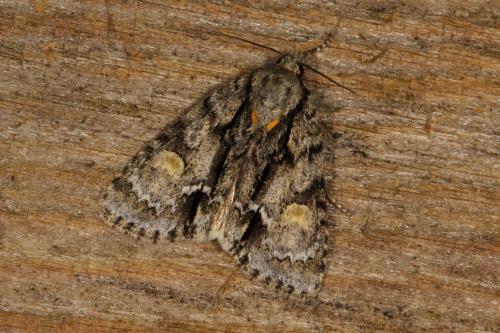 Acronicta strigosa